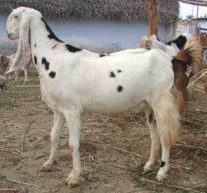 Sojat Goat Farming: Best Business Starting Plan