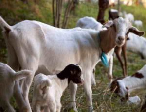 Somali Goat Characteristics, Uses & Origin Info