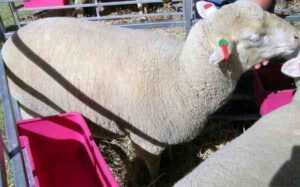 South African Meat Merino Sheep Characteristics & Uses