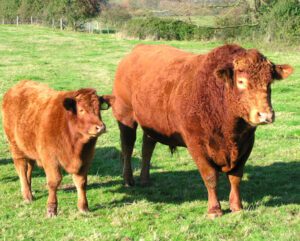 South Devon Cattle Characteristics, Uses, Origin