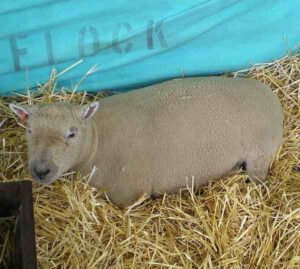 Southdown Sheep: Characteristics & Best 20 Facts
