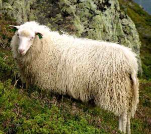 Spælsau Sheep Characteristics, Origin & Uses