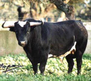 Spanish Fighting Bull Characteristics, Origin, Uses