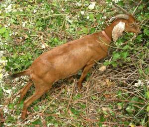 Spanish Goat Farming: Best Business Starting Plan