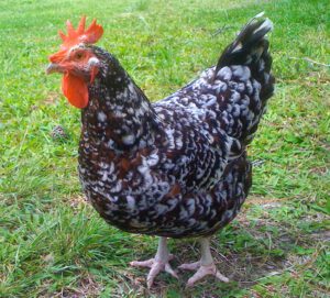 Speckled Sussex Chicken Characteristics & Temperament