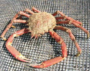 Spider Crab Characteristics, Diet, Breeding & Uses