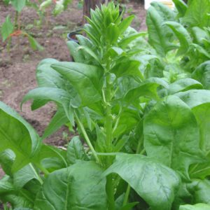 Growing Spinach: Grow Organically in Home Garden