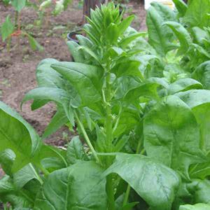 Spinach Farming