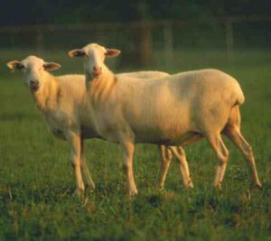 St. Croix Sheep Characteristics, Origin & Uses