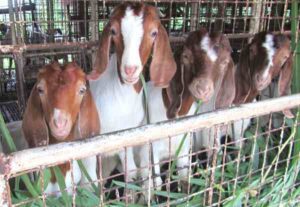 Stall Fed Goat Farming: Best Guide For Beginners