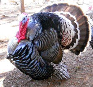 Bronze Turkey Farming: Business Starting Plan
