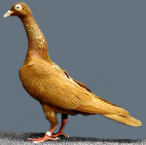 Stargard Shaker Pigeon Characteristics, Uses & Origin