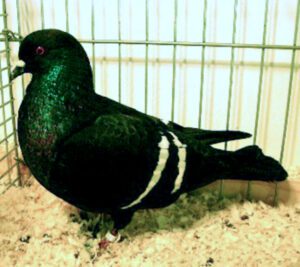 Starling Pigeon Characteristics, Uses & Origin
