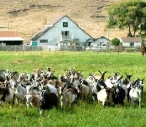 Start A Goat Farm