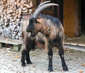 Stiefelgeiss Goat Characteristics, Uses & Origin