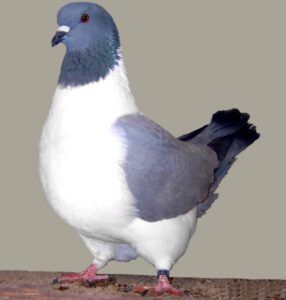 Strasser Pigeon Characteristics, Origin & Uses