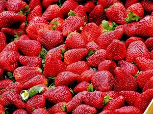 strawberries, strawberry, how to feed strawberries to your dogs, can dogs eat strawberries