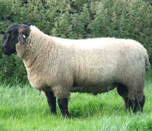 Suffolk Sheep – Characteristics, Origin, Fun Facts