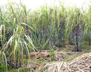 Sugarcane Farming: Best Business Plan for Beginners