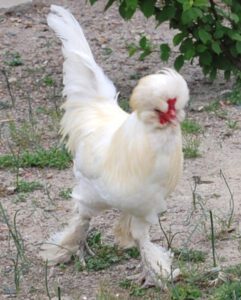 Sultan Chicken Characteristics, Temperament & Origin