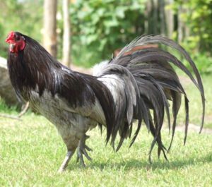 Sumatra Chicken Characteristics, Temperament & Uses