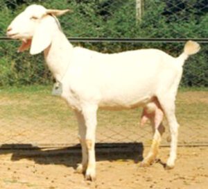 Surti Goat Characteristics, Uses & Origin Info