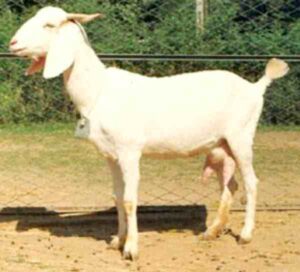 Surti Goat Farming: Start Profitable Business Easily