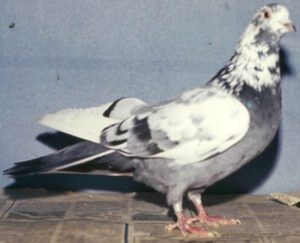 Sverdlovsk Blue-Gray Mottle-Headed Pigeon: Uses & Breed Information