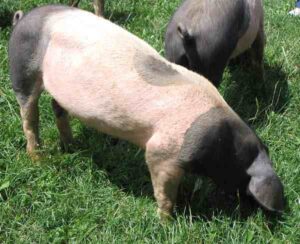 Swabian-Hall Pig Characteristics, Origin Info