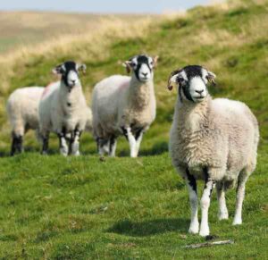 Swaledale Sheep: Characteristics & Best 23 Facts