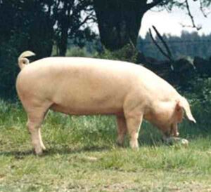 Swedish Landrace Pig Characteristics, Origin