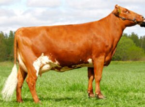 Swedish Red Cattle Characteristics, Origin, Uses