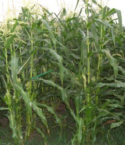 Growing Sweet Corn: Organic Production Guide for Beginners