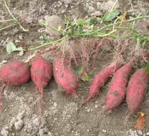Sweet Potato Farming: Best Starting Guide & 11 Tips