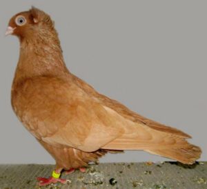 Szegedin Highflyer Pigeon Characteristics & Uses