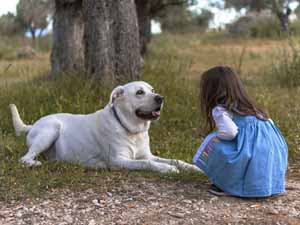 dog body language, dog's body language, understanding dog's body language, how to understand dog's body language