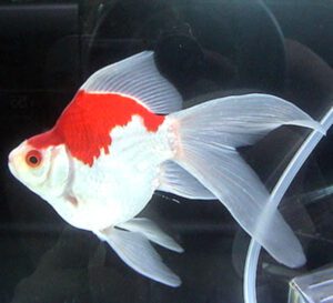 Tamasaba Goldfish Characteristics, Diet, Rearing