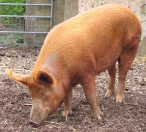 Tamworth Pig: Characteristics, Origin, Full Info