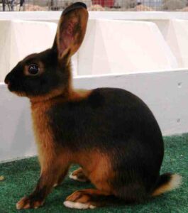Tan Rabbit Characteristics, Origin & Uses Info