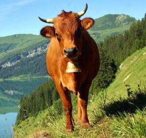Tarentaise Cattle Characteristics, Origin, Uses