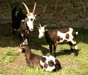 Tauernsheck Goat Characteristics, Uses & Origin Info