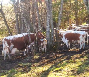 Telemark Cattle Characteristics, Origin & Uses