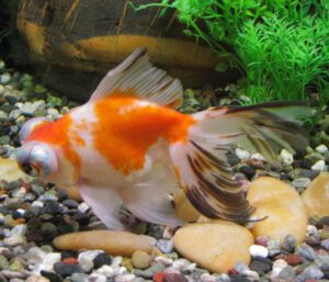 Telescope Goldfish Characteristics, Diet, Breeding