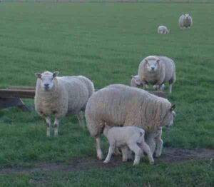 Texel Sheep Characteristics, Origin & Uses Info