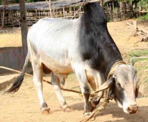 Tharparkar Cattle Characteristics, Origin & Uses