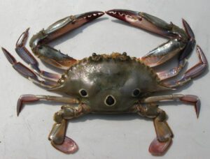 Three Spot Swimming Crab Characteristics, Diet