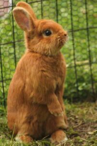 Thrianta Rabbit Characteristics, Origin & Uses