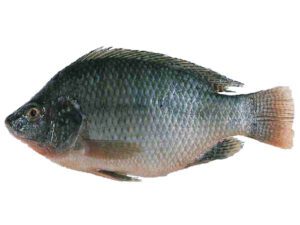 Tilapia Fish Farming: Best Business For Beginners