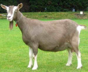 Toggenburg Goat: Characteristics, Origin, Uses