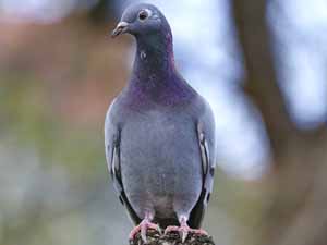 training a homing pigeon, training homing pigeons, how to train a homing pigeon, how to train homing pigeons
